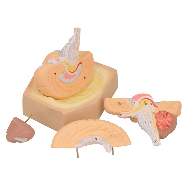 Un modèle de cerveau humain