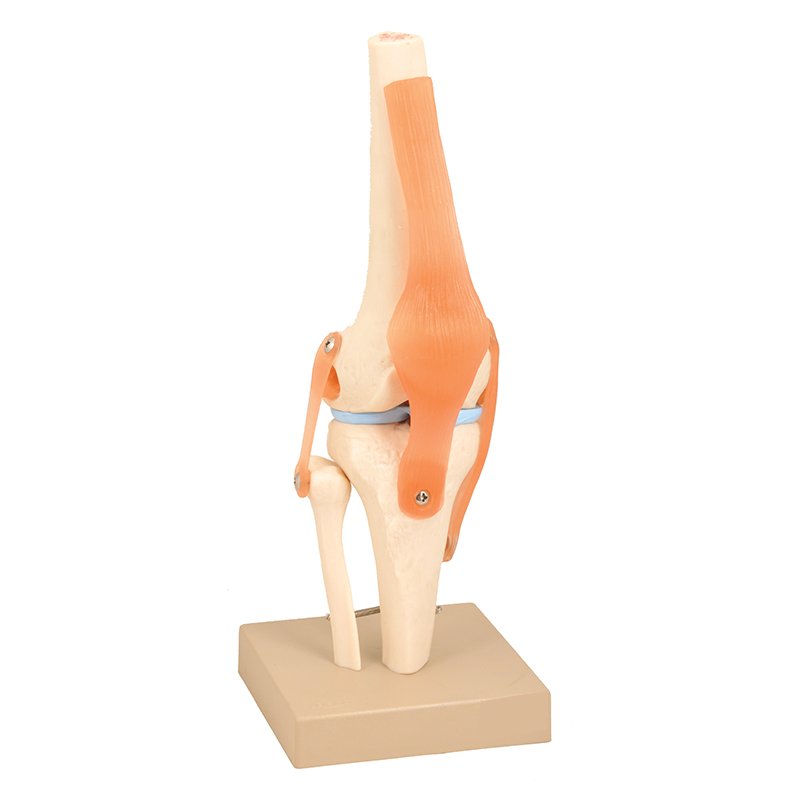 Articulation du genou avec ligaments