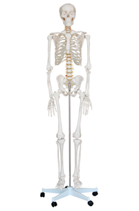 Squelette humain