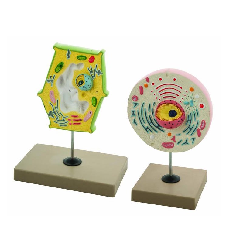 Modèle de cellule végétale et animale