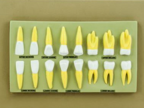 Coffret de 16 dents