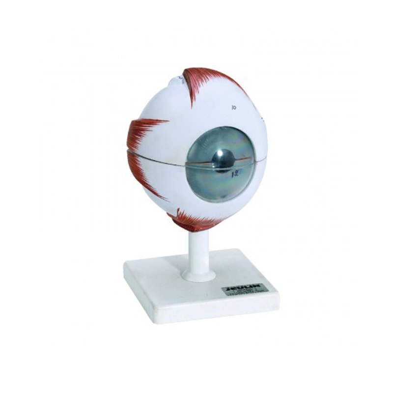 OEil démontable ( globe de l’oeil )
