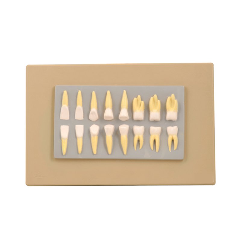 Collection de 16 dents