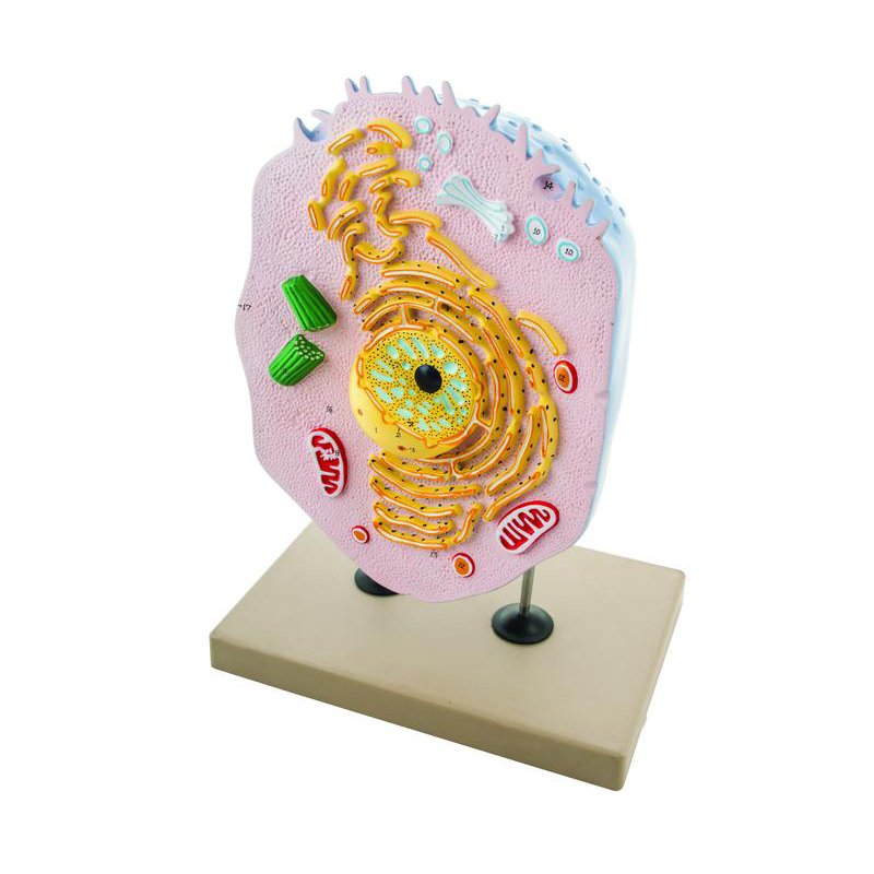 Modèle de cellule animale