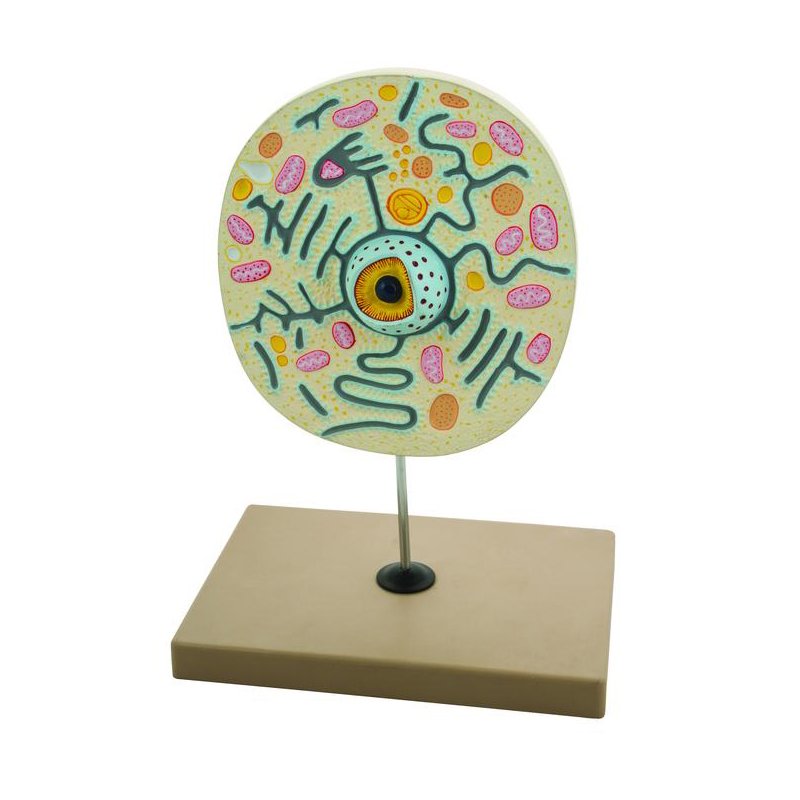 Modèle de cellule végétale