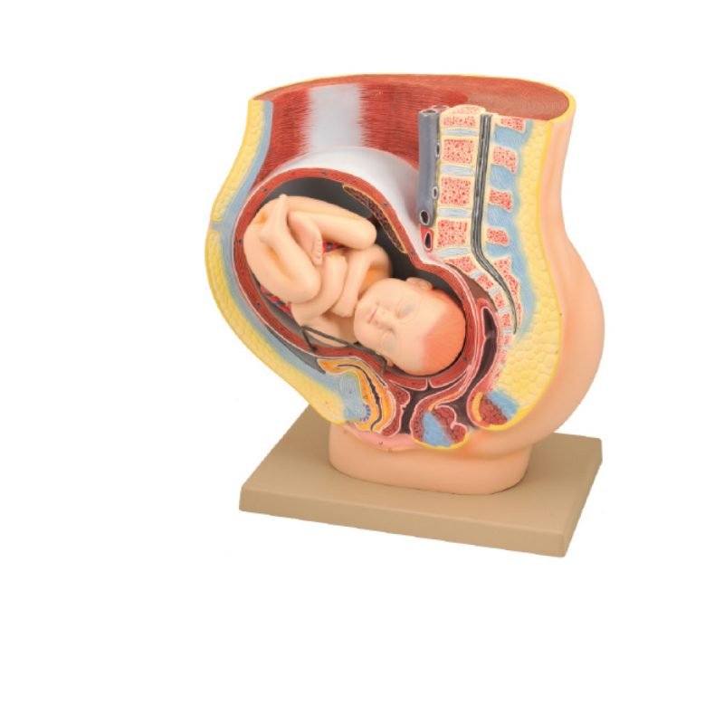 Appareil génitale femelle avec foetus Coupe du bassin