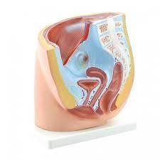 Appareil génitale femelle Coupe du bassin