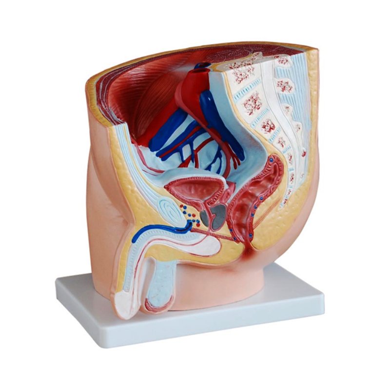 Appareil génital male . Coupe du bassin