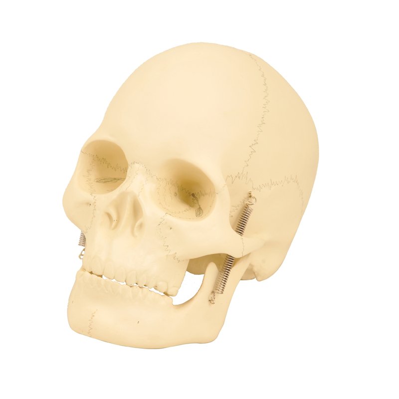 Crâne humain