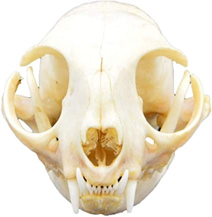 Crâne du chat