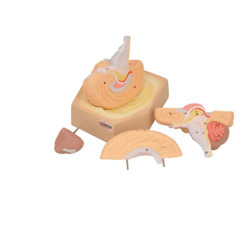 Encéphale humain 4 parties