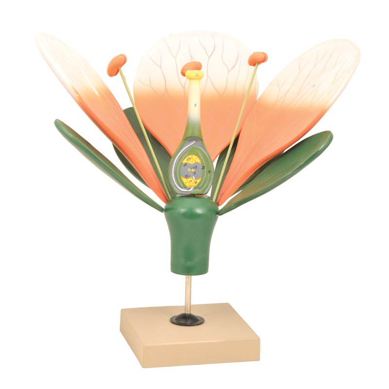 Modèle de fleur dissécable