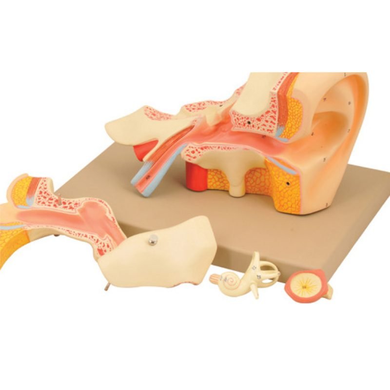 Modèle d’oreille humaine