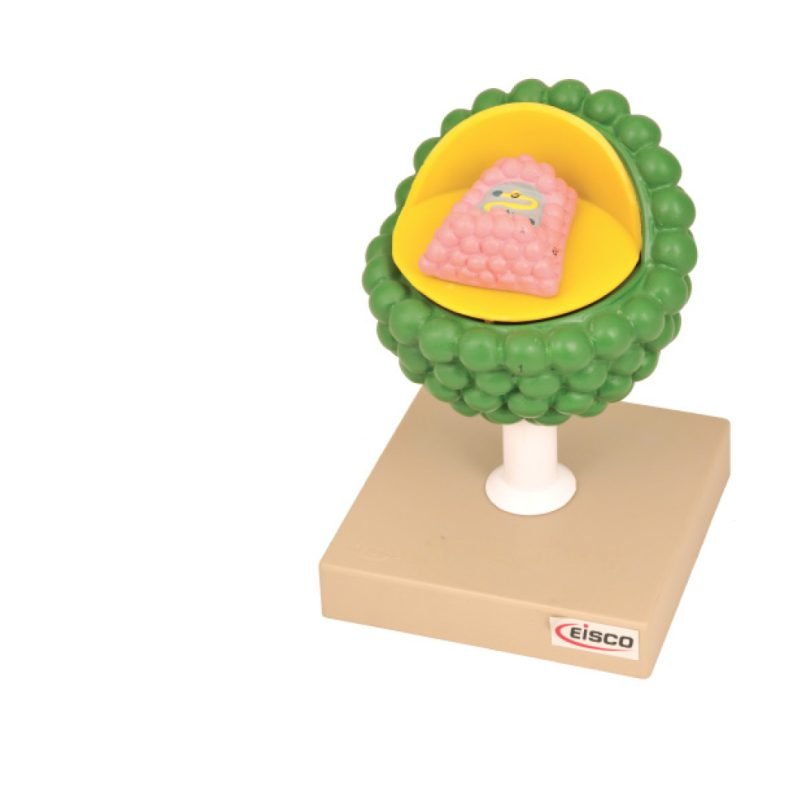 Modèle du virus VIH