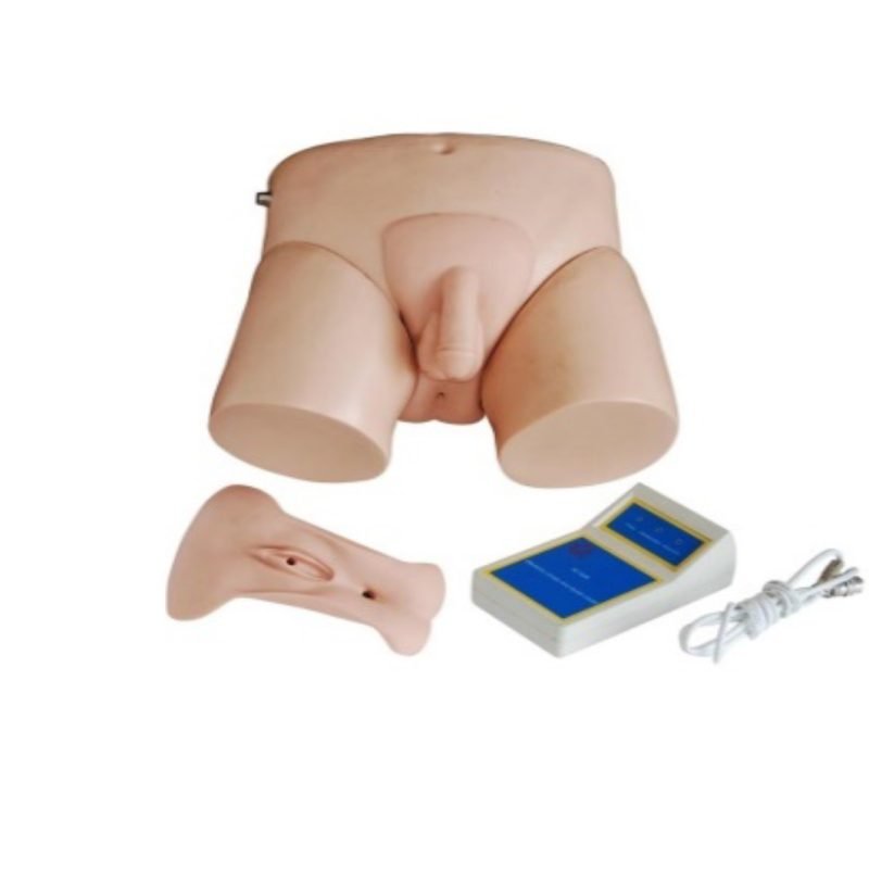 Modèle urinaire électronique