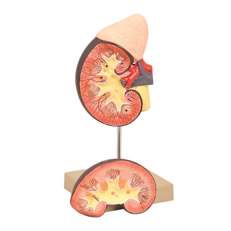 Modèle de Rein Humain