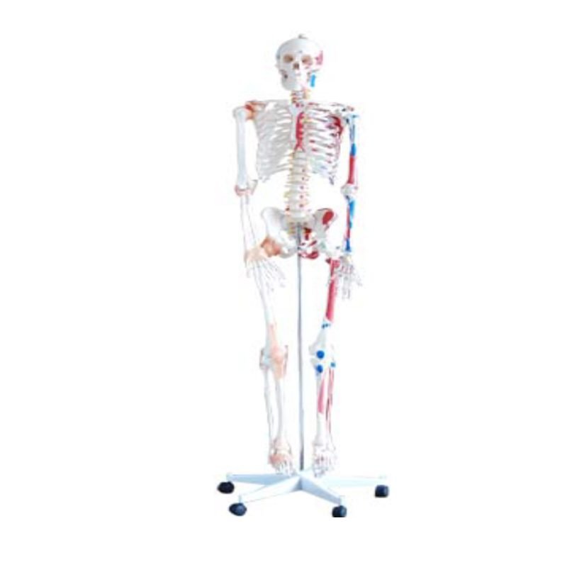 Squelette avec muscles et ligaments 180 cm de haut
