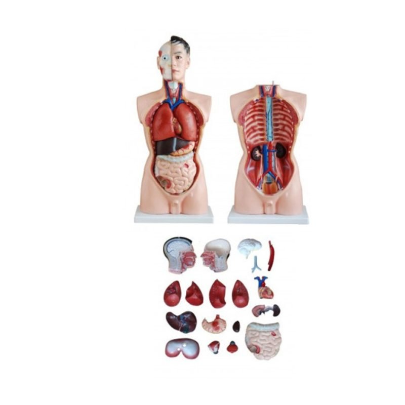 Tronc Humain ( Ecorché ) 19 parties